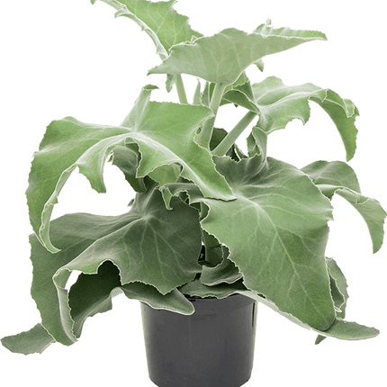 Kalanchoe beharensis Bush - Vetplant