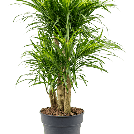 Pleomele (Dracaena) 'Anita Variegata' - Drakenboom