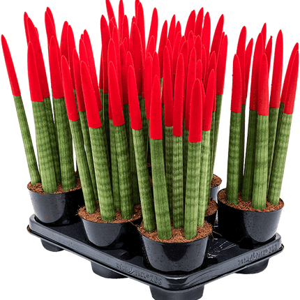 Sansevieria cy. sp. 'Velvet Touchz' Rood - Vrouwentong (8 stuks)