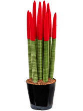 Afbeelding in Gallery-weergave laden, Sansevieria cy. sp. &#39;Velvet Touchz&#39; Rood - Vrouwentong (8 stuks)
