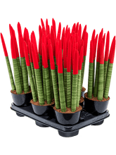Afbeelding in Gallery-weergave laden, Sansevieria cy. sp. &#39;Velvet Touchz&#39; Rood - Vrouwentong (8 stuks)
