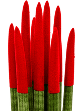 Afbeelding in Gallery-weergave laden, Sansevieria cy. sp. &#39;Velvet Touchz&#39; Rood - Vrouwentong (8 stuks)

