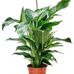 Collection image for: Kamerplanten - Breng Groen in Huis
