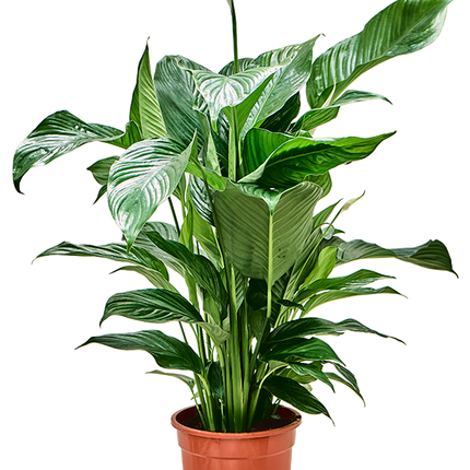 Spathiphyllum 'Sweet Lauretta' – Vredeslelie