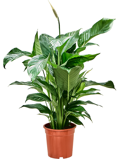 Spathiphyllum 'Sweet Lauretta' – Vredeslelie