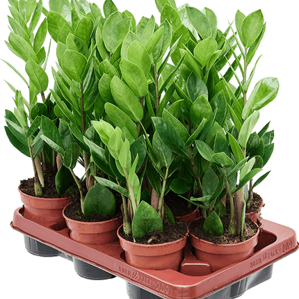 Zamioculcas zamiifolia – Set van 9 stuks
