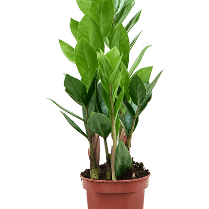 Zamioculcas zamiifolia – Set van 9 stuks
