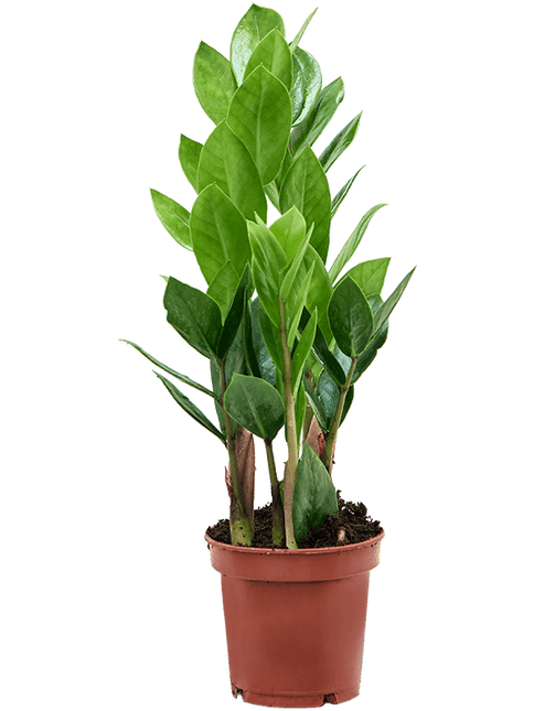 Zamioculcas zamiifolia – Set van 9 stuks