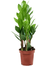 Afbeelding in Gallery-weergave laden, Zamioculcas zamiifolia – Set van 9 stuks
