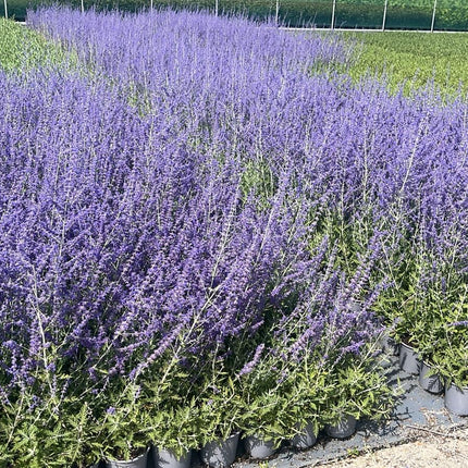 Perovskia 'Blue Spire' - Russische Salie