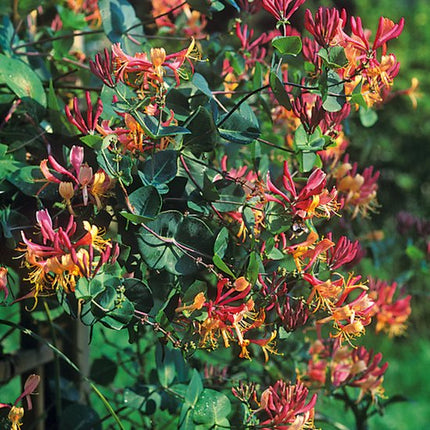 Lonicera heckrottii ‘American Beauty’ met meerdere roze en geel getinte bloemen die rijk bloeien tussen het groene blad van de rankende kamperfoelie.