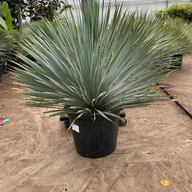 Yucca Rostrata