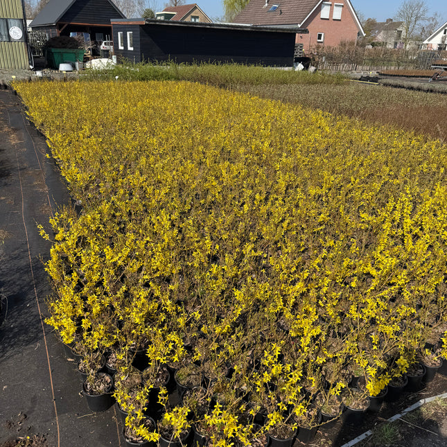 Forsythia intermedia ´Week-End´ - Chinees klokje