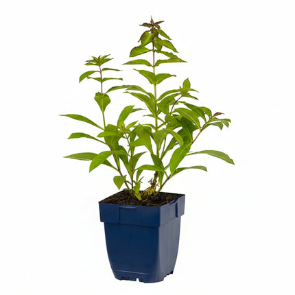 Phlox ‘Sweet Summer Fragrance’ jonge plant in P9 pot met stevig groen blad, geschikt voor zonnige of halfschaduw border.