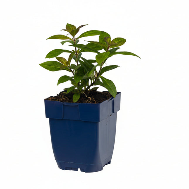 Phlox ‘Sweet Summer Ocean’ jonge plant in P9 pot met stevig groen blad, geschikt voor zonnige of halfschaduw border.