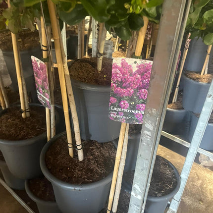 Lagerstroemia indica ‘Purple Star’ - Indische sering (Struik of op stam)