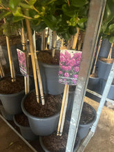 Afbeelding in Gallery-weergave laden, Lagerstroemia indica ‘Purple Star’ - Indische sering (Struik of op stam)
