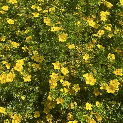Potentilla frut. Goldfinger - Ganzerik Geel
