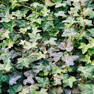 Close-up van het donkergroene, licht gelobde blad van Hedera helix ‘Plattensee’, met duidelijke nerven en een stevige structuur.