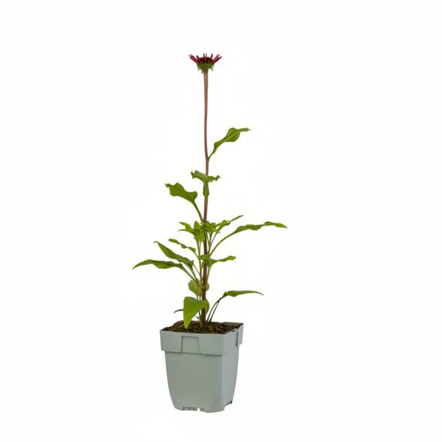 Compacte Echinacea ‘Sombrero Salsa Red’ in p9 pot met stevig blad en bossige opbouw.