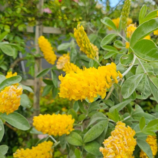 Argyrocytisus battandieri - Boombrem