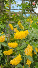 Afbeelding in Gallery-weergave laden, Argyrocytisus battandieri - Boombrem
