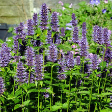 Afbeelding in Gallery-weergave laden, Agastache &#39;Black Adder&#39; - Dropplant mini
