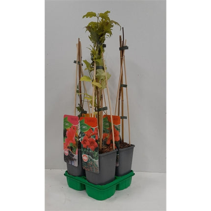 Campsis Mixpakket – Trompetbloem