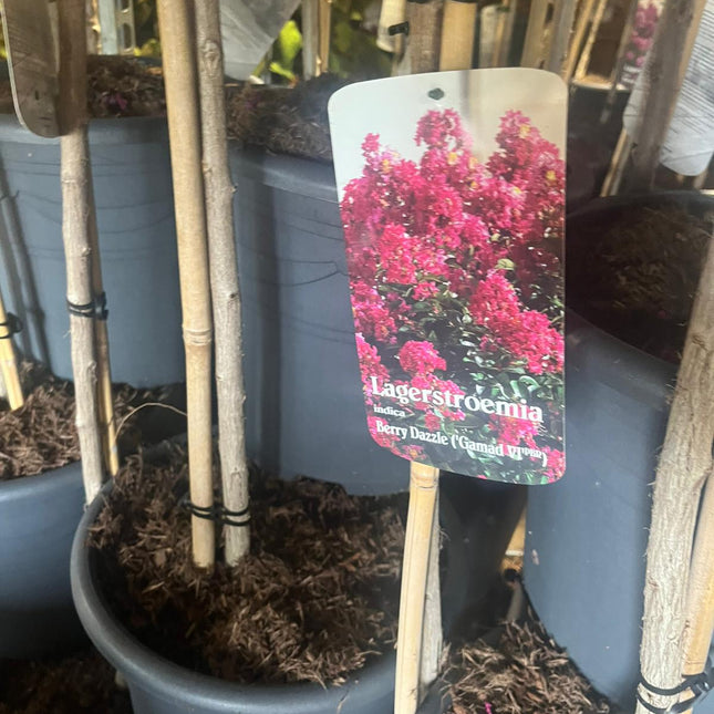 Lagerstroemia 'Berry Dazzle’ - Indische sering op stam