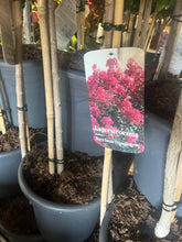 Afbeelding in Gallery-weergave laden, Lagerstroemia &#39;Berry Dazzle’ - Indische sering op stam

