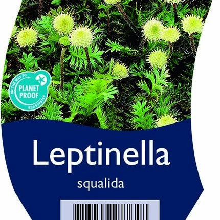 Leptinella squalida - Koperknoopje