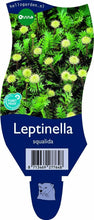 Afbeelding in Gallery-weergave laden, Leptinella squalida - Koperknoopje

