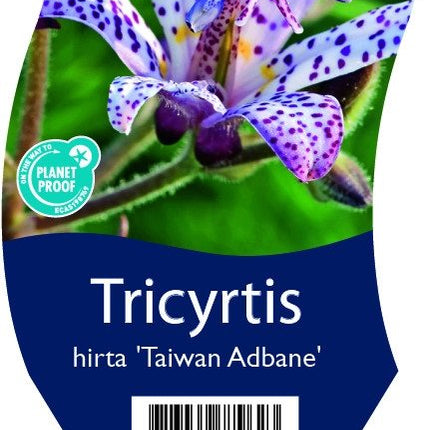 Tricyrtis hirta 'Taiwan Adbane' - Tijgerlelie