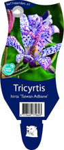 Afbeelding in Gallery-weergave laden, Tricyrtis hirta &#39;Taiwan Adbane&#39; - Tijgerlelie
