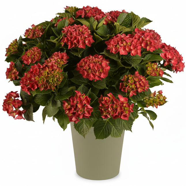 Roodbloeiende boerenhortensia (Hydrangea macrophylla) in een kweekpot, met grote bolvormige bloemschermen en fris, breed blad, klaar om kleur te geven aan terras of border.