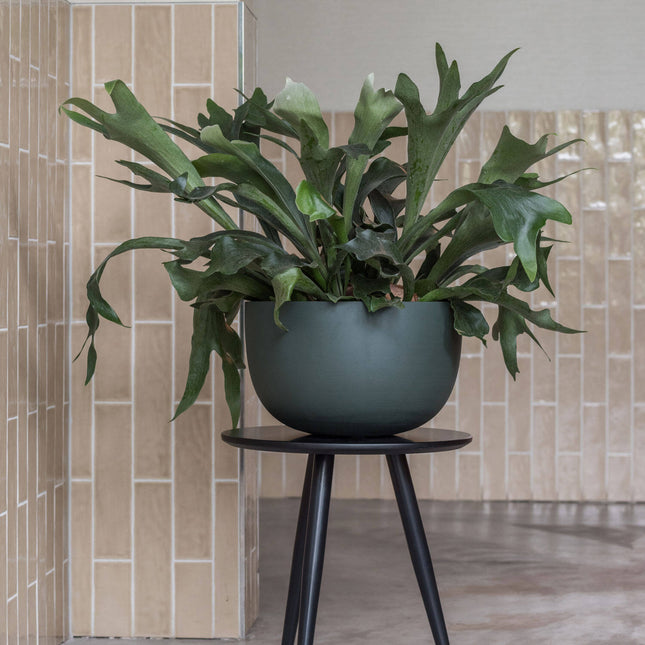 Pottery Pots Plantenbak – Sunny M – Pine Green - Ø35 x H21 cm