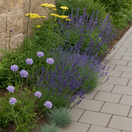 Borderpakket - Kleurrijk Bijen- & Vlindervriendelijke Smalle Border 3 m²