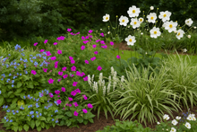 Afbeelding in Gallery-weergave laden, Borderpakket  – Jaarrond kleur &amp; bloei – Frisse tinten &amp; zachte uitstraling - 5m² - 50 planten
