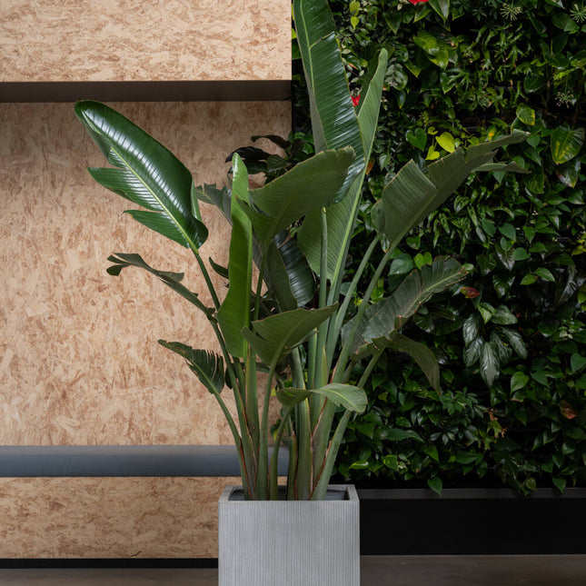 Pottery Pots Plantenbak – Block M – Light Grey Vertically Ridged 40 x 40 x 40 cm