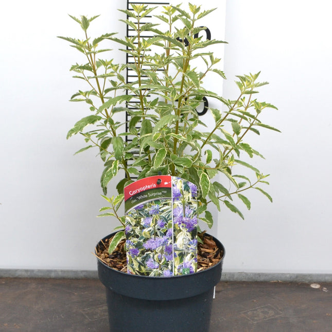 Caryopteris clandonensis ‘White Surprise’ – Blauwbaard