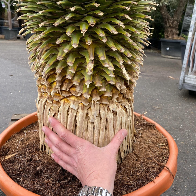 Yucca Rostrata op stam xxl