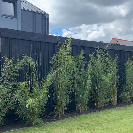Tuinonderhoud van A tot Z: Aanplanten, Snoeien én Ontruimen