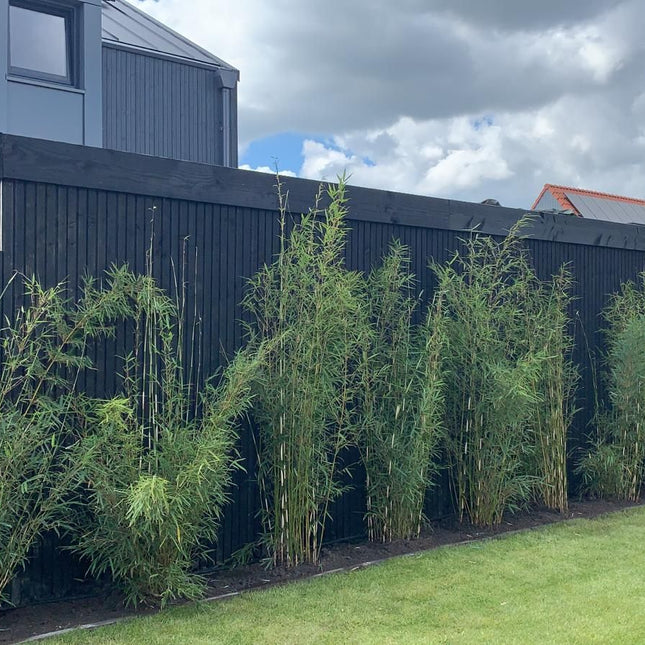 Tuinonderhoud van A tot Z: Aanplanten, Snoeien én Ontruimen