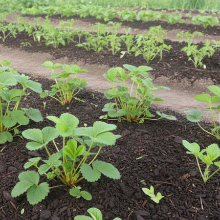 Aardbei Darselect in moetuin