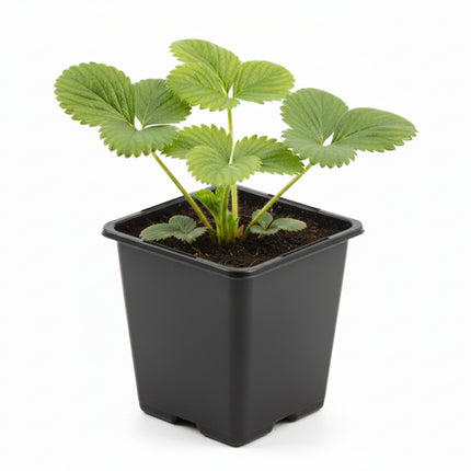 Aardbeienplant Darselect in P9 kweekpot