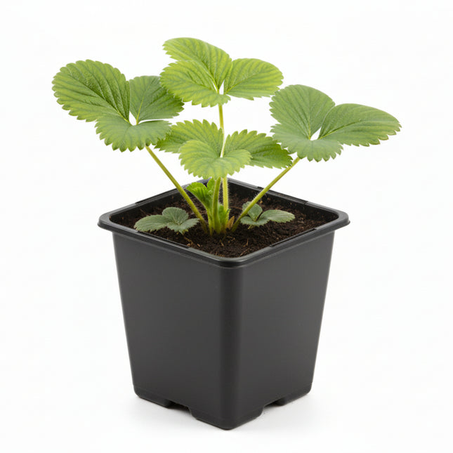 Aardbeienplant Darselect in P9 kweekpot