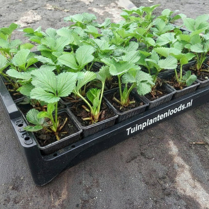 Aardbeienplant Elsanta