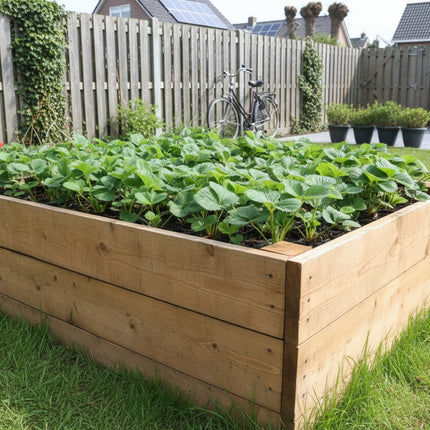 aardbeienplant elsanta in moestuinbak tuinplantenloods