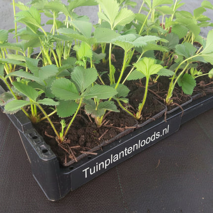 Aardbeienplanten Ostara doordrager in zwarte krat op kwekerij