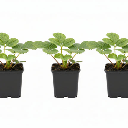 Aardbeienplant Ostara Doordrager in P9 kweekpot